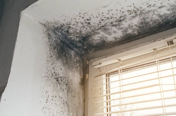 Affordable Mold Cleanup solutions in Bloomfield, NJ